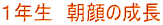 １年生　朝顔の成長